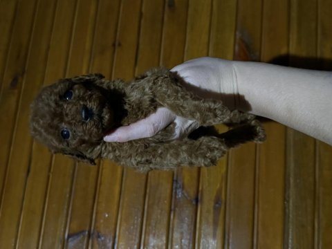 Toypoodle bebekler 