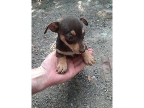 2 adet dişi bebek pinscher