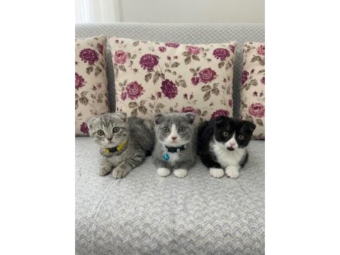 Bakmadan geçmeyin scottish fold yavrularımıza