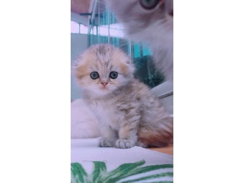 Kedimin istanbul içinde ulaşımını sağlıyorum