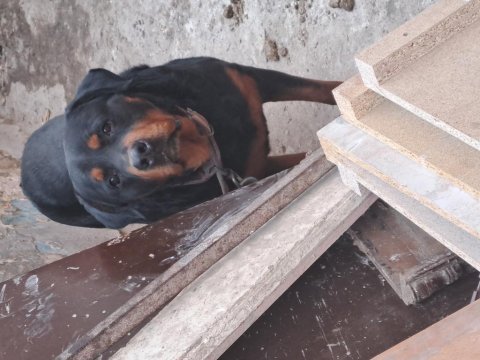 Ücretsiz rottweiler