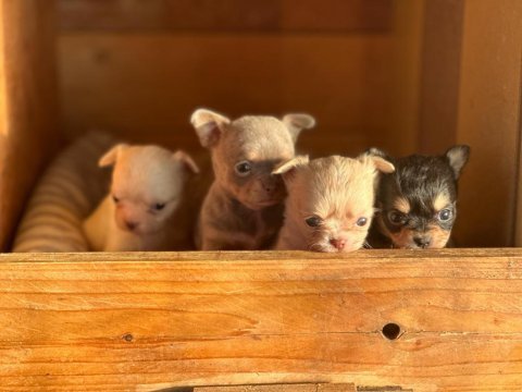 Şivava (chihuahua)