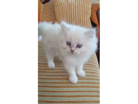 British longhair