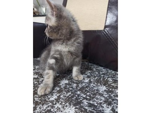 İki aylık erkek british shorthair