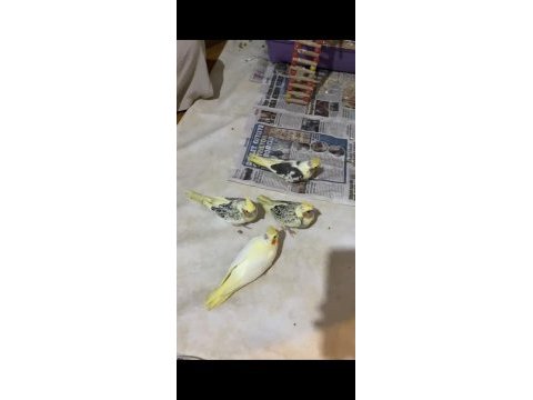 Bebek alışkın sultan papağanları