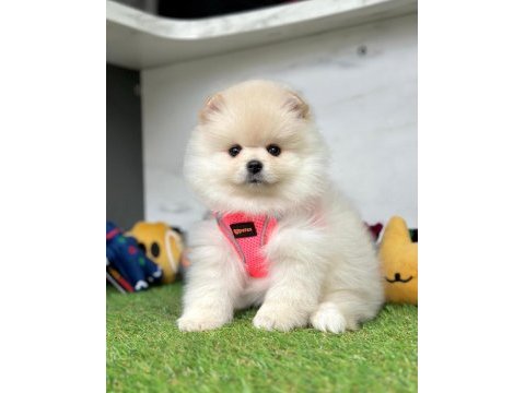 Sevimli pomeranian boo yavrularımız
