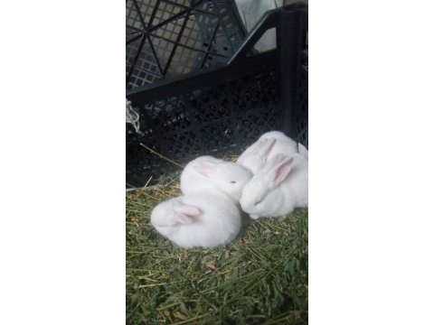 Beyaz yavru tavşan satışı