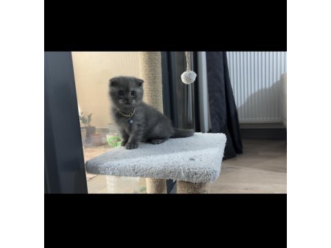 Scottish fold erkek kedimiz sahiplenilmeyi bekliyor