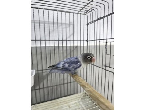 Cennet papağanı renk güzeli