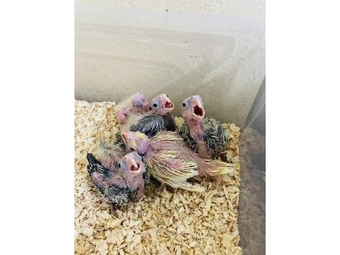 Sultan papağanı bebekler