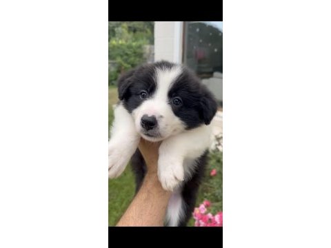 Anne baba şrc li orjinal border collie yavru sahiplendirme