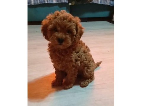 Toy poodle yavrular