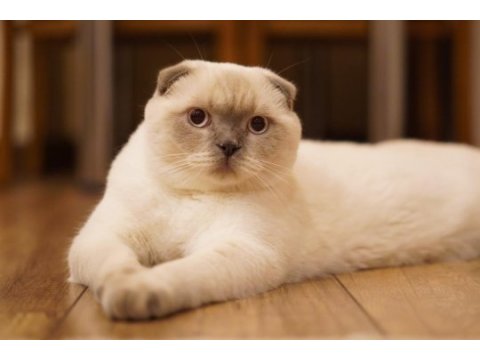 Scottish fold oğluma eş arıyorum