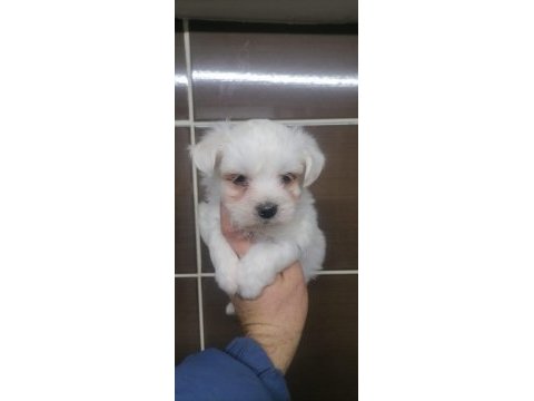 Maltese terrier yavrular rezerve açık