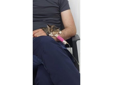 Öğrenci kedisine acil destek lütfen