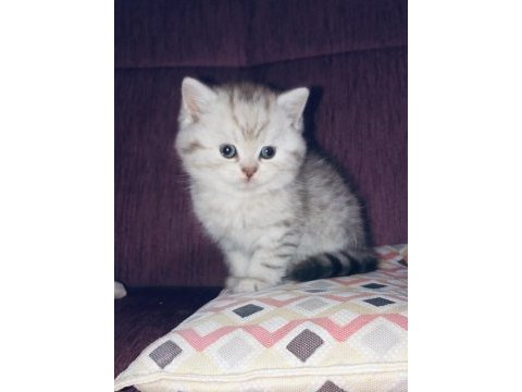 Scottish fold ve british
