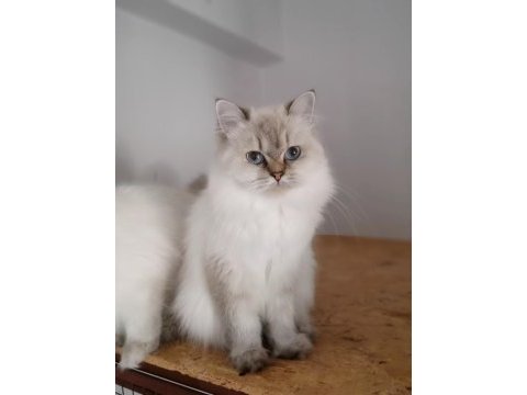 Scottish straight blue point longhair