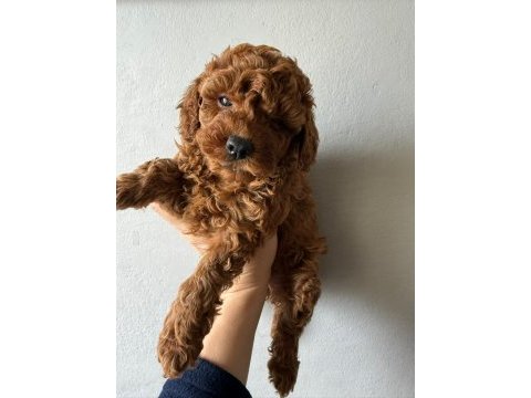 Muhteşem poodle bebekler