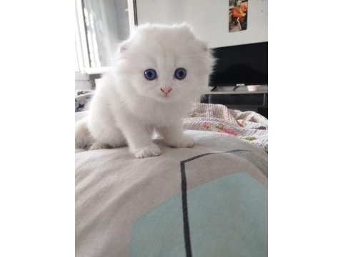 Scottish fold uzun ve kısa tüylü efsane yavrularım
