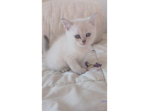 Safkan maviş gözlü kar beyaz bebişim uygun british shorthair