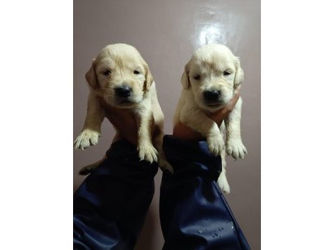Orjinal golden retriever yavruları