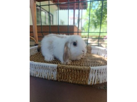 Hollanda mini lop ve hollanda cüce tavşan