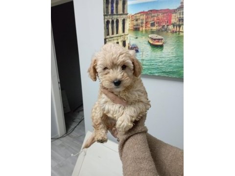Maltipoo yavrularımız