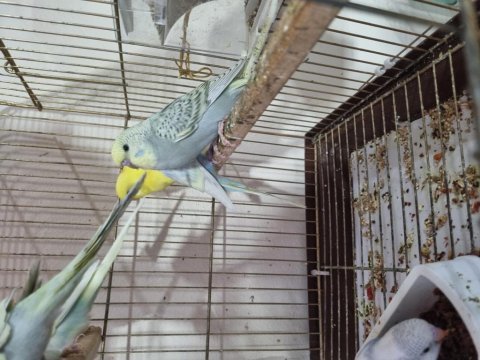 Yuvadan yeni çıkan yeni yem kıran yavru kuşlar