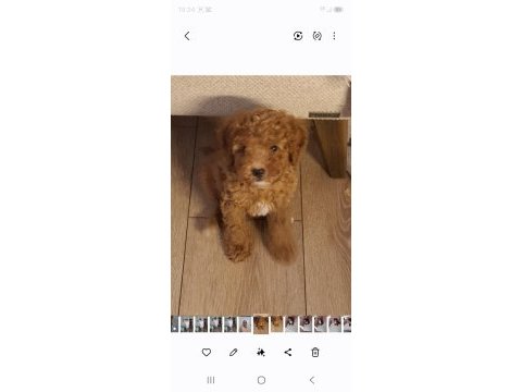 Toy poodle 3 aylık dişi