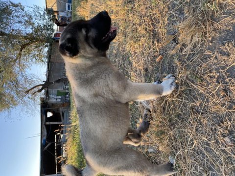 Mükemmel anatomi kangal