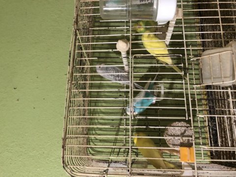 Muhabbet kuşu satılık takım eş yavru kafesli