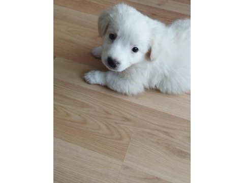 Yavru dişi köpeğimiz