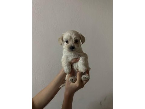 Yavru maltese terrierler