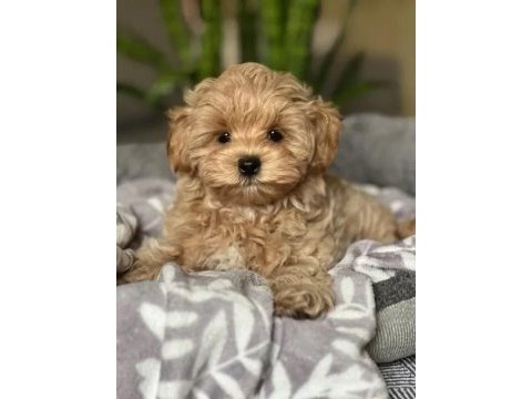 Ev üretimi baby face maltipoo yavrularımız