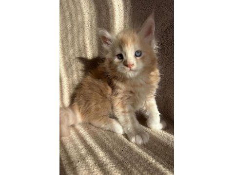 Full secereli maine coon yavruları