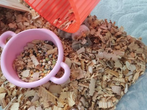 Çok tatlı minnoş yavru hamsterler