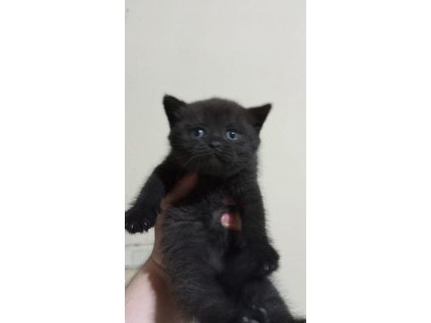 British shorthair 65 günlük kediler