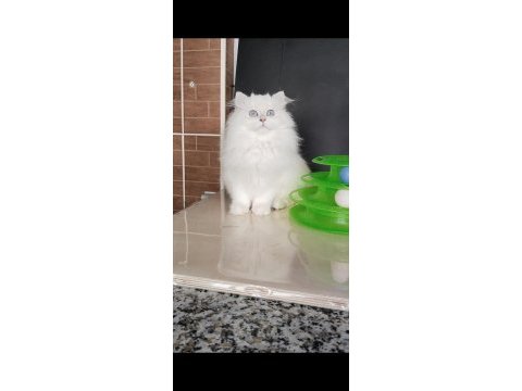 Safkan british longhair kızlarım karşınızda