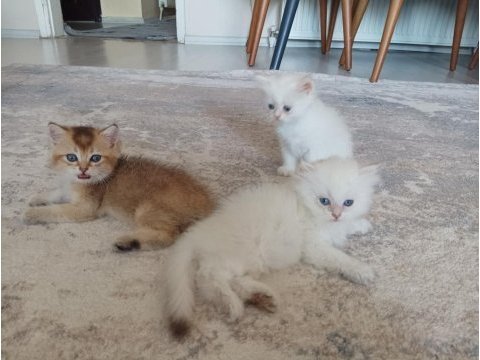 Vcf şecereli uysal oyuncu british shorthair yavrular
