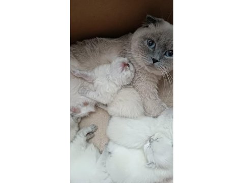 Scottish fold kızımıza yeni yuva arıyoruz