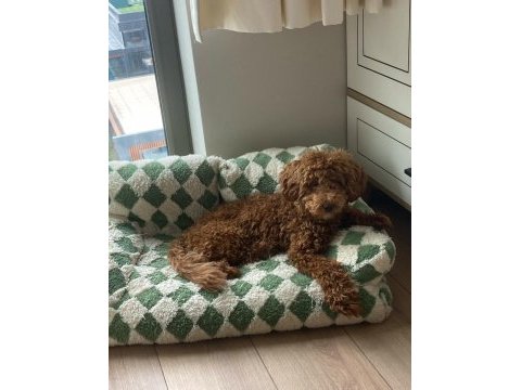 Toy poodle oğlumuz