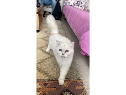 3 yaşında dişi british longhair