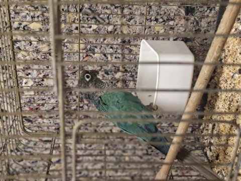 Dişi hazır greencheck konur papağanı