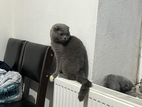 Birbirine alışkın iki safkan dost british shorthair