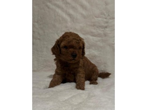 Toy poodle dişi erkek