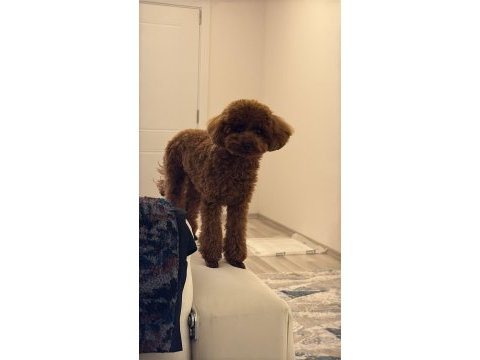Toy poodöe yavrularımız yeni yuvalarını arıyor.