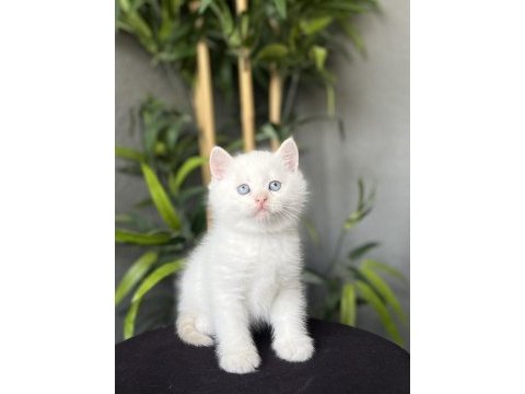 Brıtısh shorthair red point yavrularım 