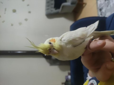 Sultan papağanı çiftimiz bakıcı arıyoruz