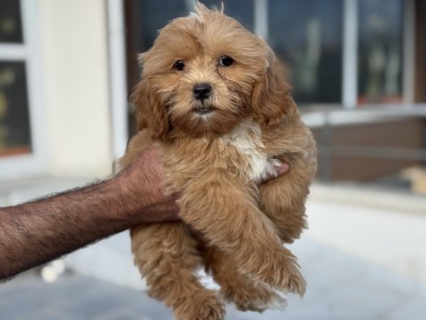 Petmode köpek çiftliğinden ziyarete açık maltipoo