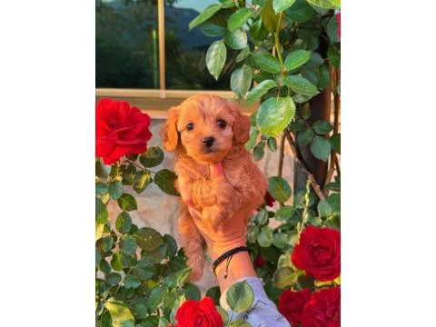 Üst kalite maltipoo bebeklerimiz